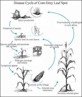 20120525-corn Disease_Cycle_Corn_Grey_Leaf_Spot.jpg